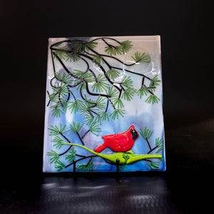 Animal - Cardinal in a pine tree